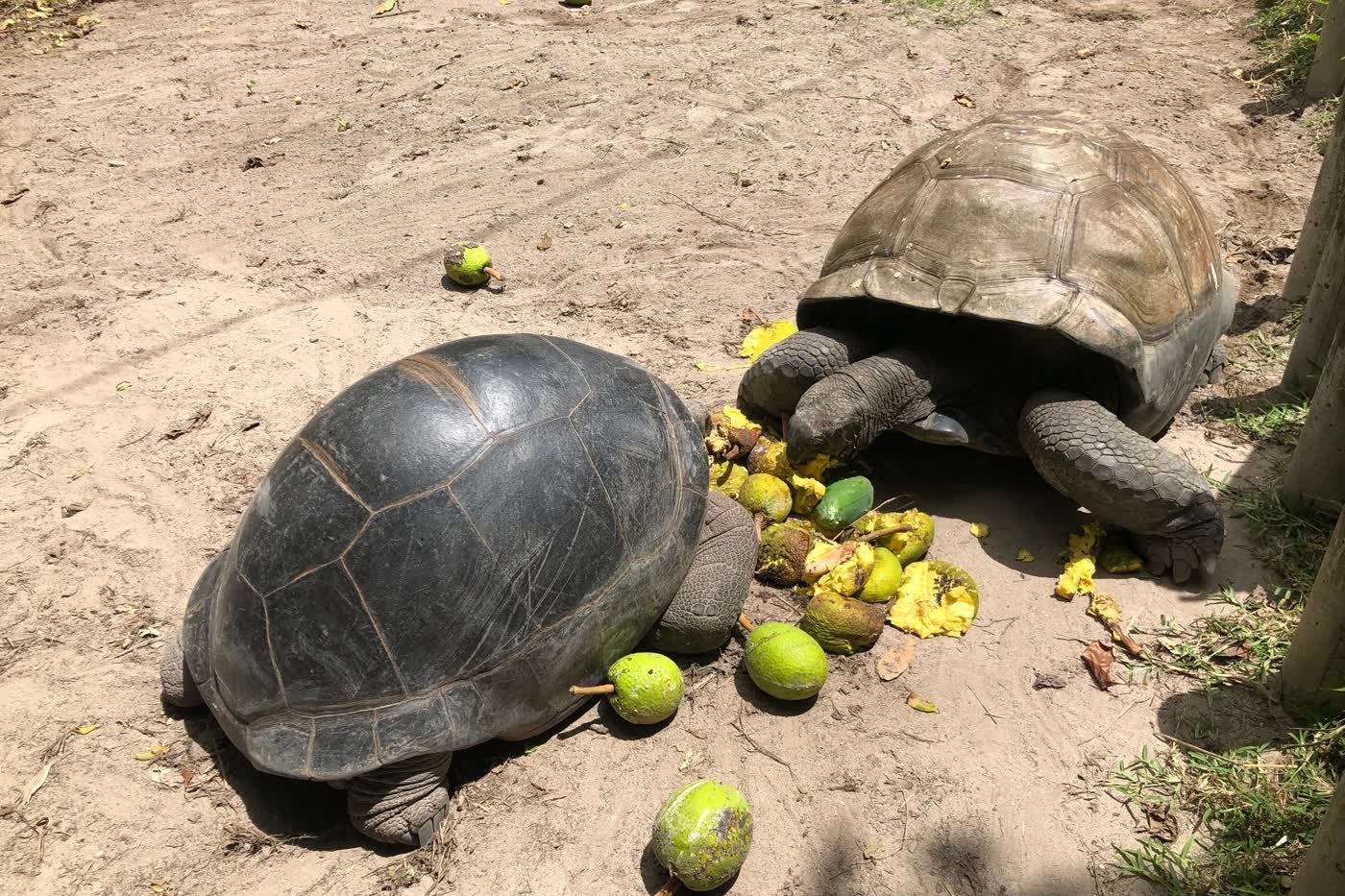 Thomas and another Aldabra giant tortoise eating fruit in the garden at AliBel Beach Villa