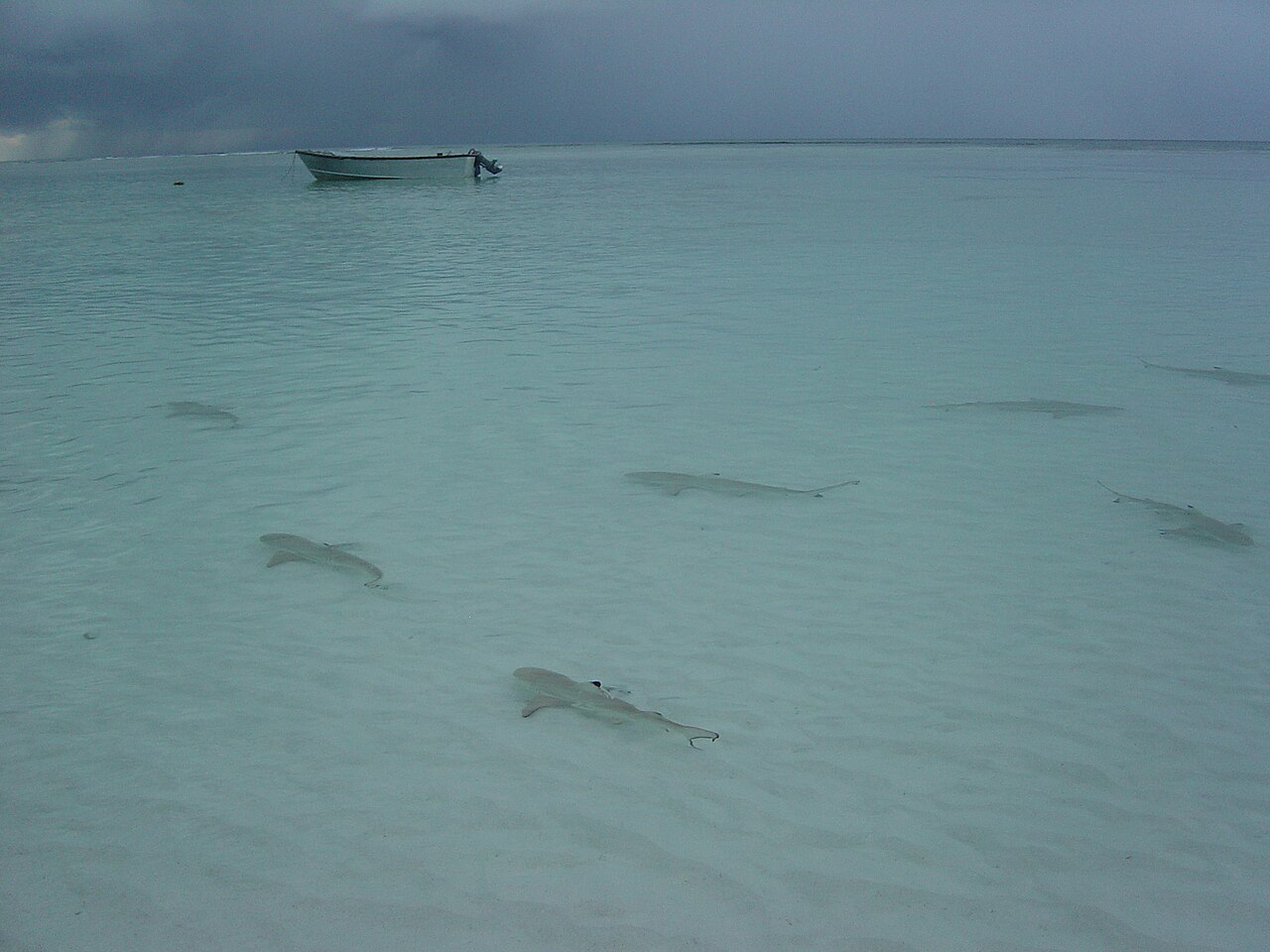 Aldabra, Seychelles: frame 3 of the island
