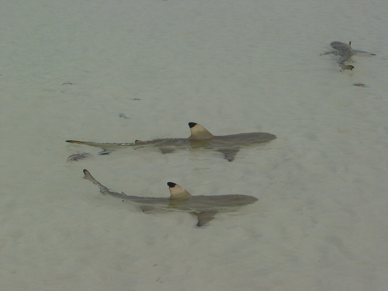 Aldabra, Seychelles: frame 5 of the island