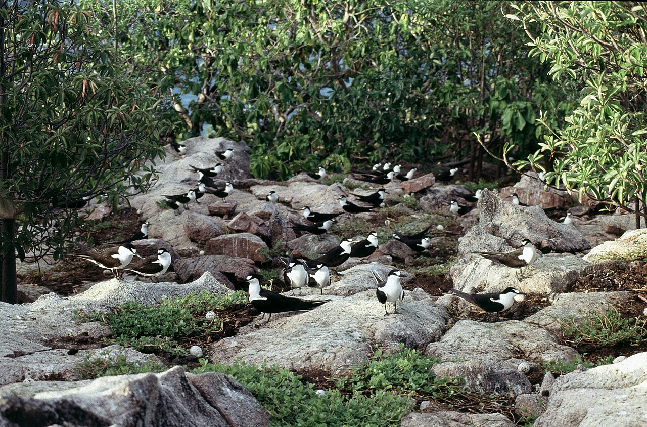 Aride, Seychelles: frame 4 of the island