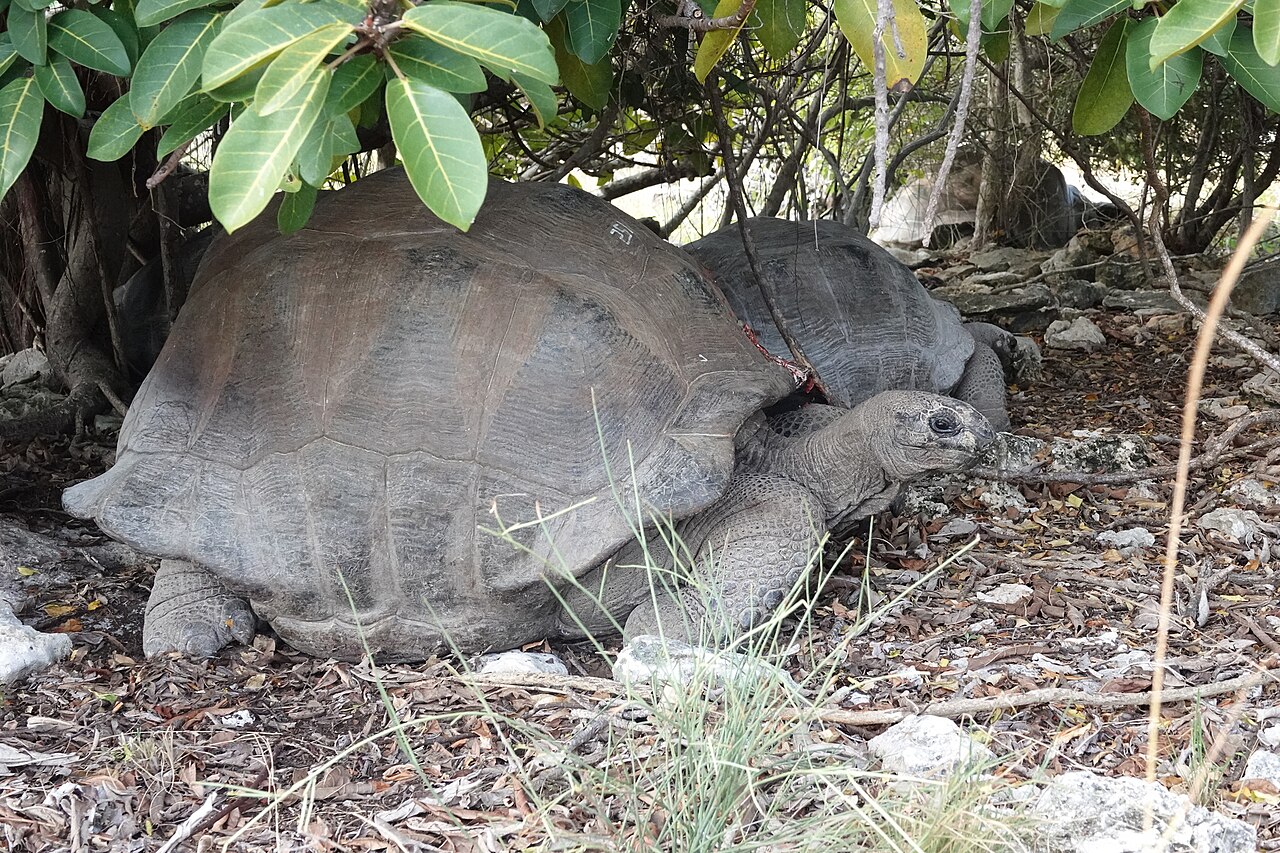 Assumption, Seychelles: frame 2 of the island