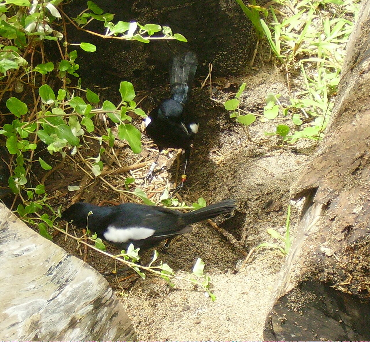 Cousine, Seychelles: frame 2 of the island