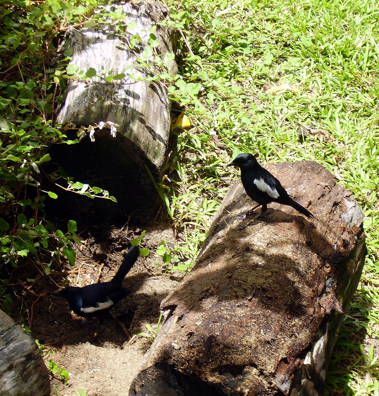 Cousine, Seychelles: frame 3 of the island