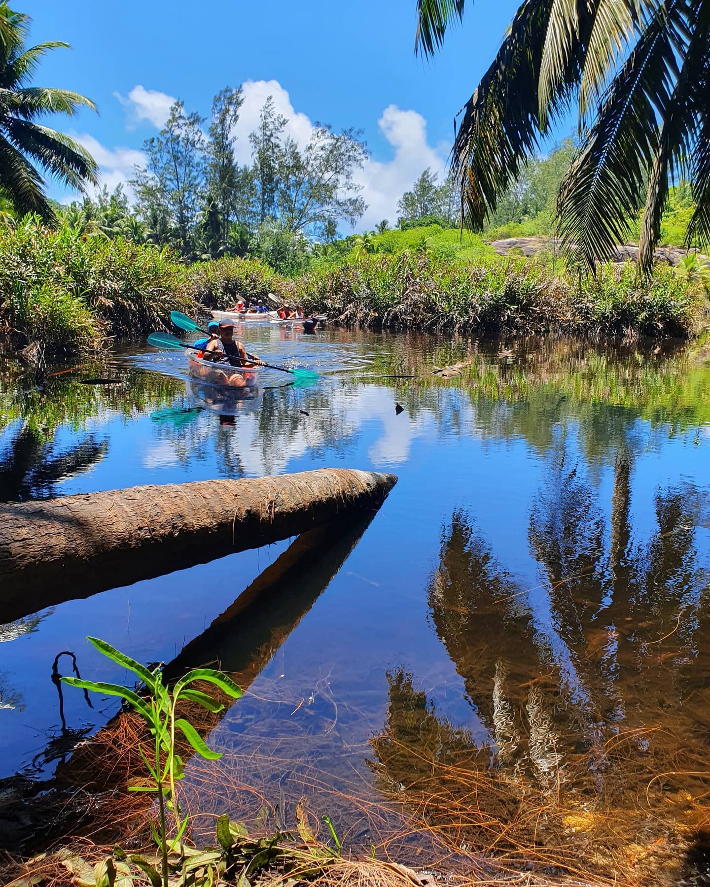 Kayakers gliding past a fallen palm in the mirror-still mangrove channel