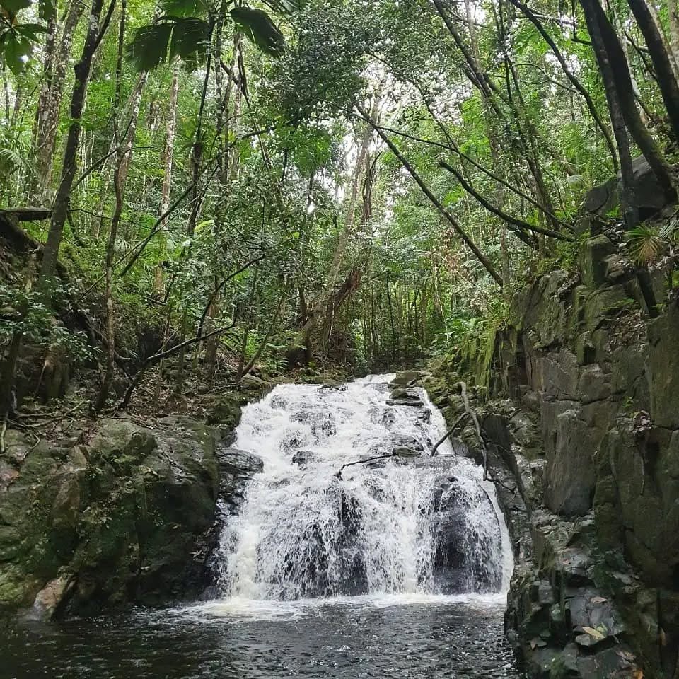 Jungle waterfall near the Grand Police wetlands, south coast of Mahé, Seychelles