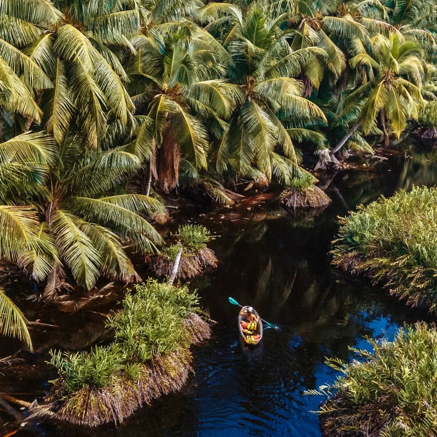 Aerial of the mangrove wetland channels, Grand Anse