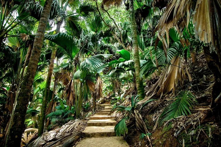 Guided walk in the Vallée de Mai in Seychelles, Praslin, photograph 2 of 6
