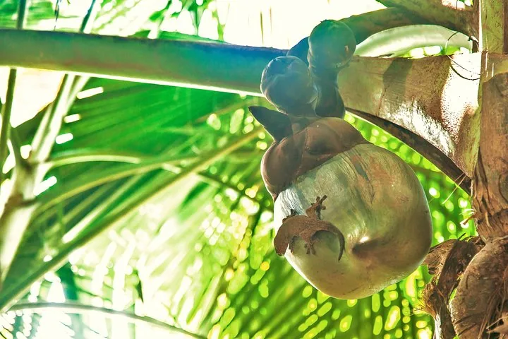 Guided walk in the Vallée de Mai in Seychelles, Praslin, photograph 1 of 6