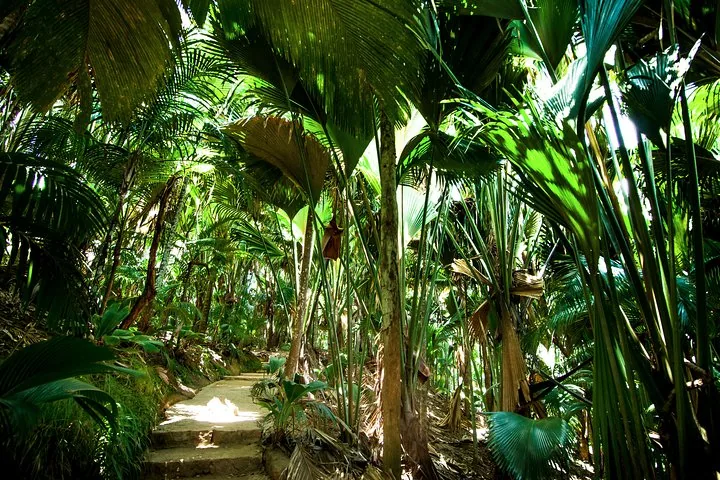 Guided walk in the Vallée de Mai in Seychelles, Praslin, photograph 4 of 6