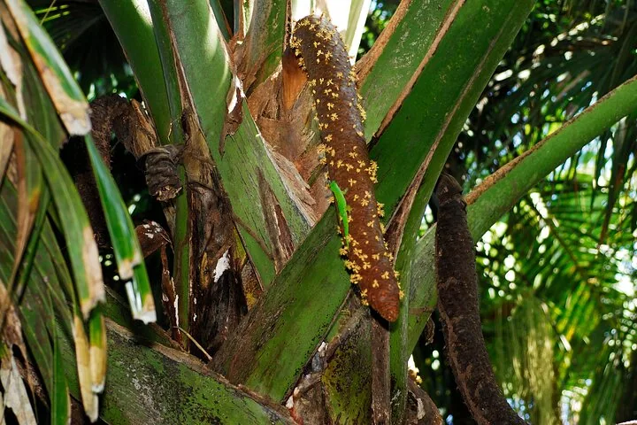 Guided walk in the Vallée de Mai in Seychelles, Praslin, photograph 5 of 6