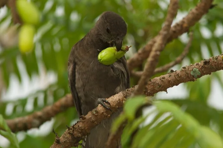 Guided walk in the Vallée de Mai in Seychelles, Praslin, photograph 6 of 6