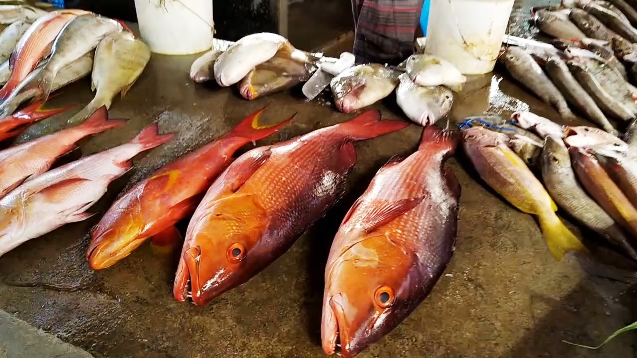 Reef fish laid out on the slab at the Victoria market.