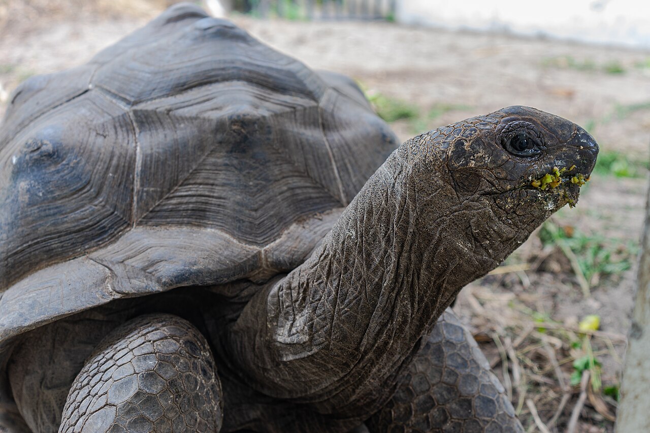 An Aldabra giant tortoise in Seychelles.