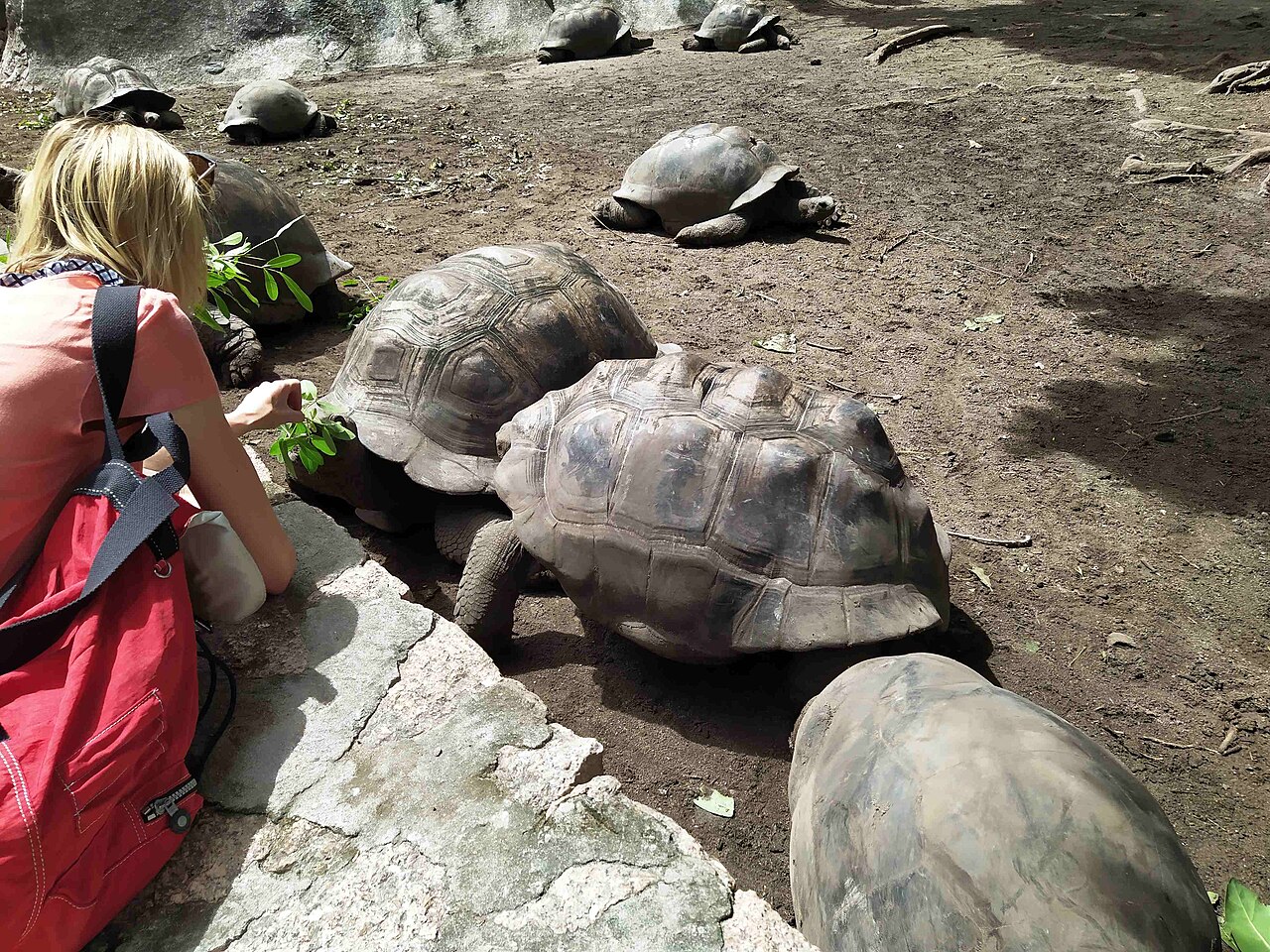 A visitor feeding giant tortoises in Seychelles.